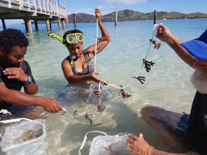 Coral Planting