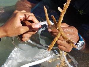 Coral Planting