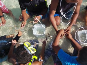 Coral Planting FIji