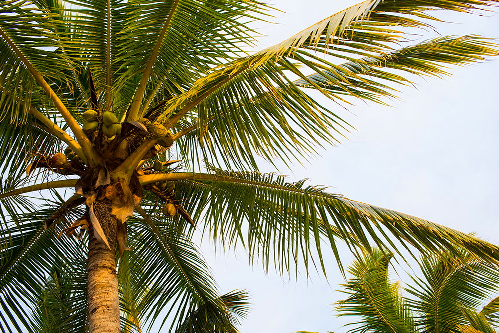 Coconut tree Fiji