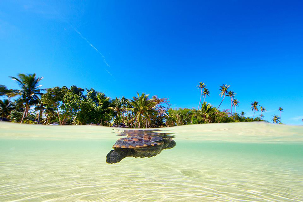 Sea Turtle Fiji