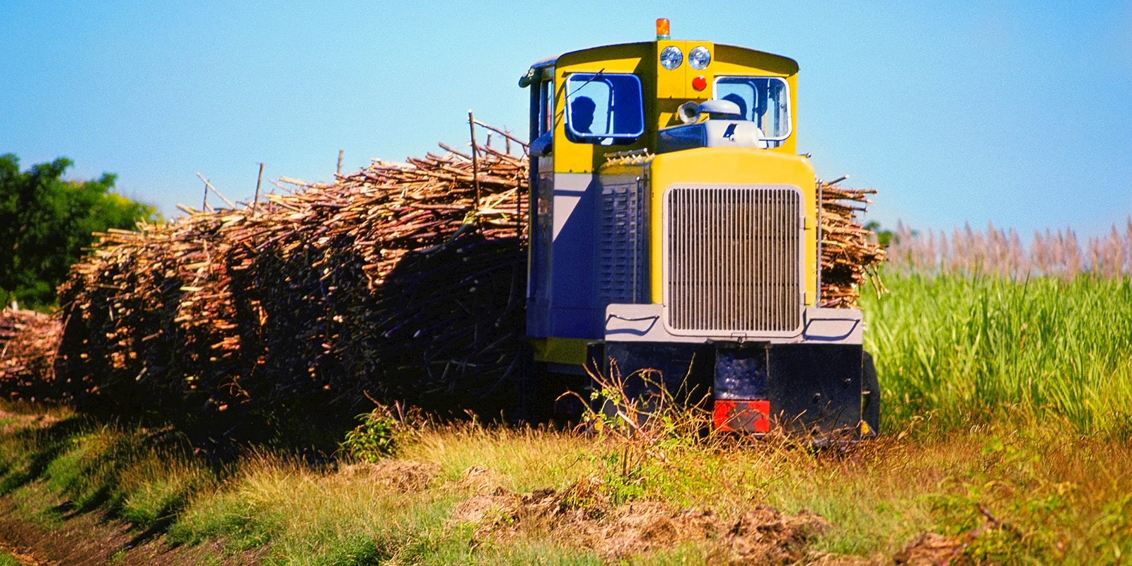 A tractor and large stick of sugarcane