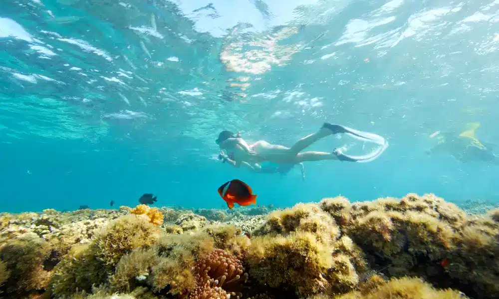 A group of snorkellers swimming above the reef at Plantation Island Resort.