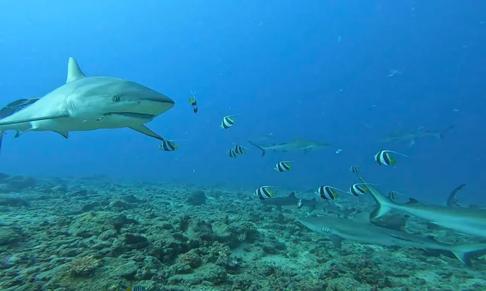 Reef sharks swimming with fish at a Fiji dive site