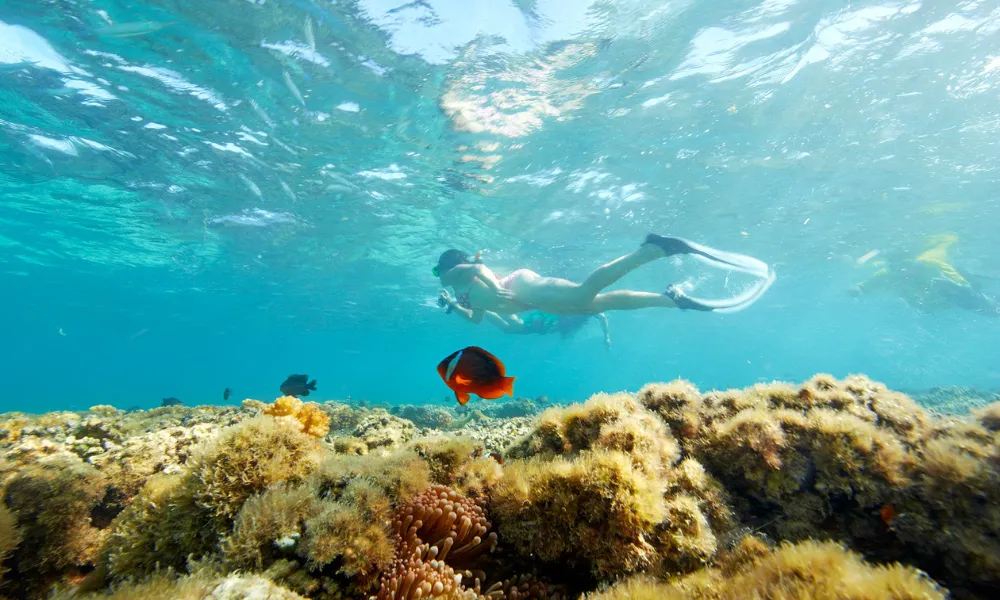 Snorkeller swimming over coral reef with colourful fish