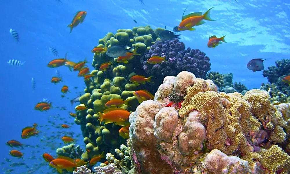 Tropical fish swimming through colourful coral in Fiji