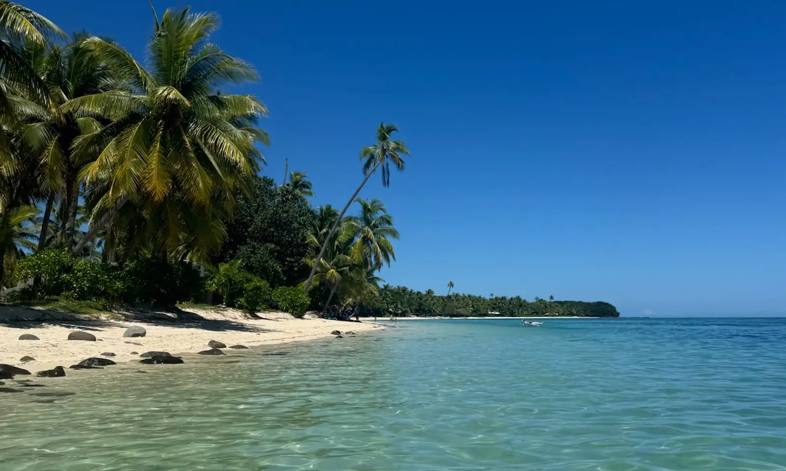 White-sand beach lined with palm trees and a clear turquoise lagoon at Plantation Island Resort, Fiji